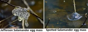 Jefferson and spotted salamander eggs