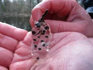 Jefferson salamander eggs with loose consistency