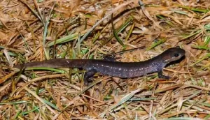 Jefferson salamander on the ground