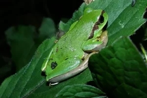 Jerdon’s Tree Frog