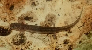 Georgetown Salamander Eurycea Naufragia