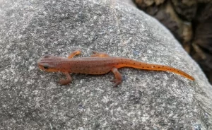 Juvenile central newt