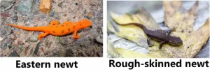 Juvenile eastern newt and rough skinned newt