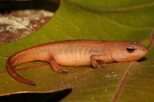 Juvenile stripped newt