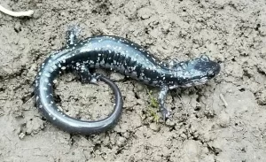 Kiamichi slimy salamander on soil