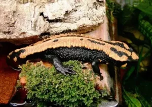 Laos warty newt