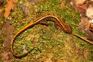 Long tailed salamander