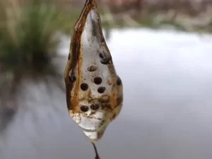 Long toed salamander eggs