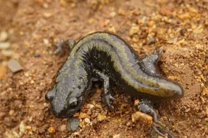 Long toed salamanders are easy to identify by the greenish stripe