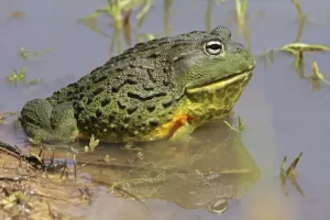 Male African bullfrogs protect their tadpoles from predators'