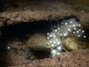 Male hellbender with eggs