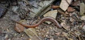 Many-ribbed-Salamander-on-a-forest-floor