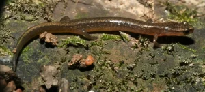 Many-ribbed-Salamander-on-a-mossy-rock