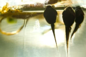 Many tadpole species have lungs and can breathe air