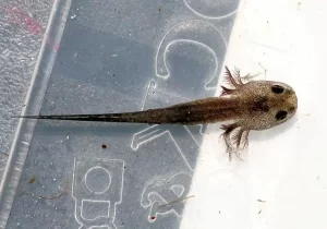 Marbled Salamander larvae