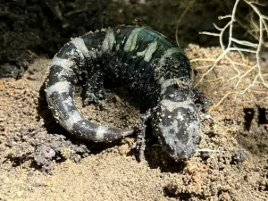 Marbled salamander on the ground