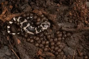 Marbled salamander with eggs