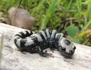 Marbled salamanders are also called banded salamanders