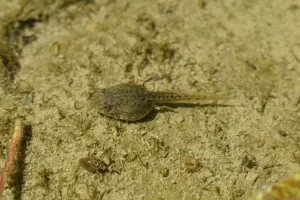 Marsh frog tadpole