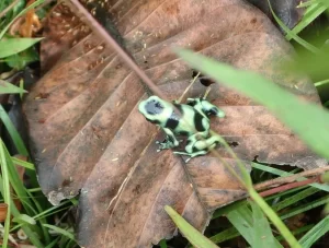 Most poison dart frog species live on the floor of rainforests but they are still exposed to UVB