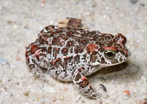 Natterjack toad