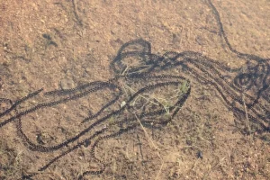 Natterjack toad eggs