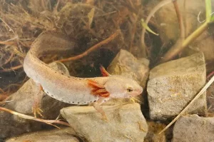 Neotenic adult newt with functional gills