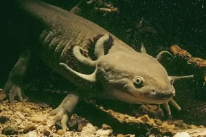 Neotenic tiger salamander