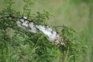 Nest of the Gray foam nest tree frog