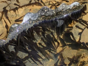 Newly hatched wood frog tadpoles