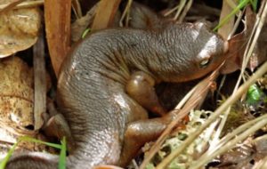 Newt blending into its environment