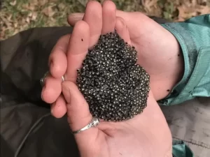 Northern Leopard frog eggs in hand