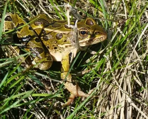 Northern leopard frog