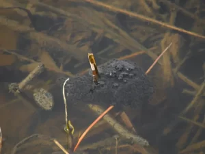 Northern leopard frog egg mass attached to a twig in shallow pool