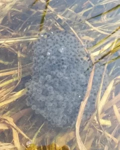 Northern leopard frog eggs attached to grass