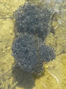 Northern leopard frog eggs in shallow water