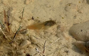 Northern leopard frog tadpole