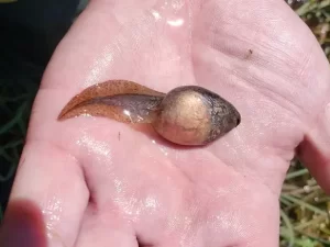 Northern leopard frog tadpole bottom view