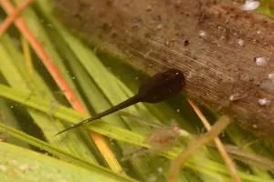 Northern leopard frog tadpole feeding