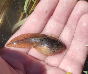 Northern leopard frog tadpole side view