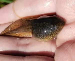 Northern leopard frog tadpole top view