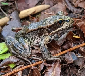 Northern red legged frog