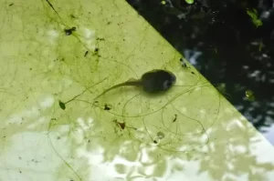 Northern red legged frog tadpole in a shallow pond