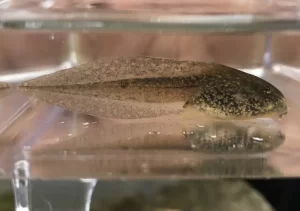 Northern red legged frog tadpole side view