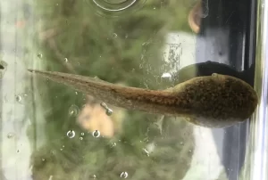 Northern red legged frog tadpole top view