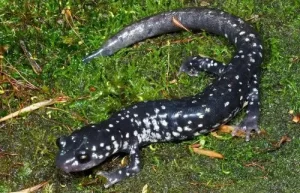 Northern slimy salamander