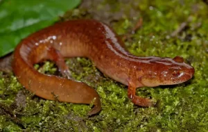 Northern spring salamander