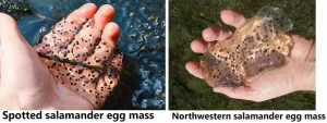 Northwestern, and spotted salamander eggs