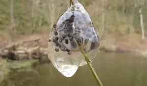 Northwestern salamander eggs