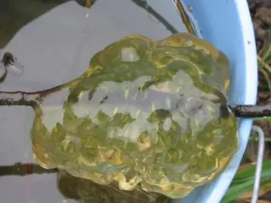 Northwestern salamander eggs with algae